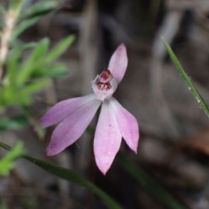 Caladenia fuscata at Huskisson, NSW - suppressed