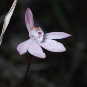 Caladenia fuscata at Huskisson, NSW - 18 Sep 2022