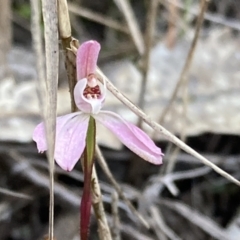 Caladenia fuscata at Huskisson, NSW - suppressed