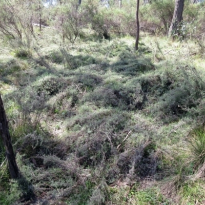 Chrysocephalum semipapposum (Clustered Everlasting) at Hawker, ACT - 20 Sep 2022 by sangio7