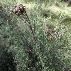 Chrysocephalum semipapposum at Hawker, ACT - 20 Sep 2022