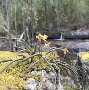 Dockrillia striolata at Wandandian, NSW - 16 Sep 2022