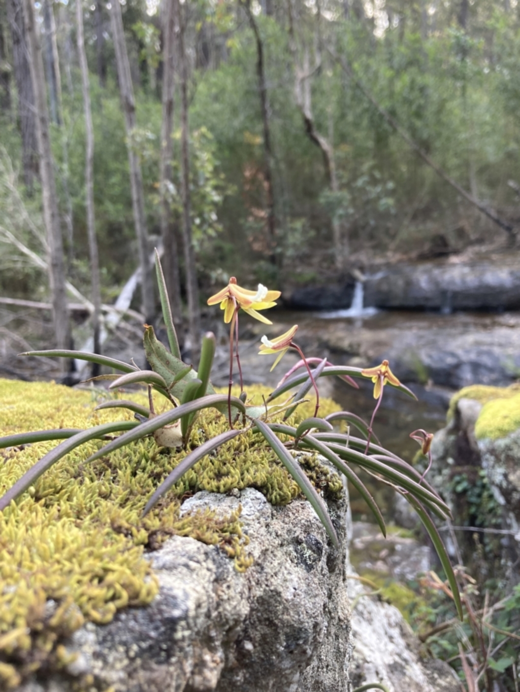 Dendrobium striolatum at Wandandian, NSW - 16 Sep 2022