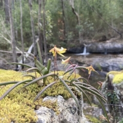 Dockrillia striolata (Streaked Rock Orchid) at Jerrawangala National Park - 16 Sep 2022 by AnneG1