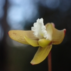 Dockrillia striolata at Wandandian, NSW - 16 Sep 2022