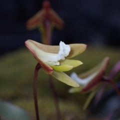 Dockrillia striolata at Wandandian, NSW - suppressed