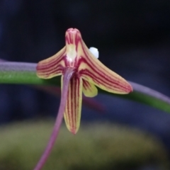 Dockrillia striolata at Wandandian, NSW - 16 Sep 2022