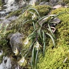 Dockrillia striolata at Wandandian, NSW - suppressed