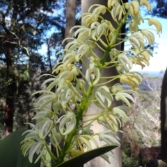 Dendrobium speciosum var. speciosum (Sydney Rock Orchid) at Wandandian, NSW - 16 Sep 2022 by AnneG1