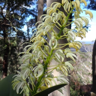 Dendrobium speciosum var. speciosum (Sydney Rock Orchid) at Wandandian, NSW - 16 Sep 2022 by AnneG1