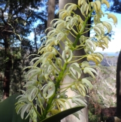 Dendrobium speciosum var. speciosum (Sydney Rock orchid) at Wandandian, NSW - 16 Sep 2022 by AnneG1