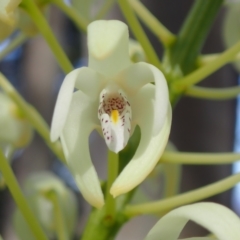 Thelychiton speciosa var. speciosa at Wandandian, NSW - suppressed