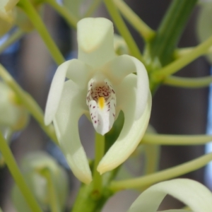 Dendrobium speciosum var. speciosum at Wandandian, NSW - suppressed