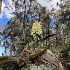 Dendrobium speciosum var. speciosum at Wandandian, NSW - suppressed