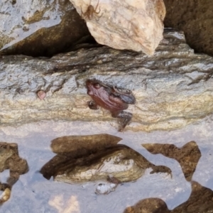 Crinia signifera at Bungendore, NSW - 22 Sep 2022 04:02 PM