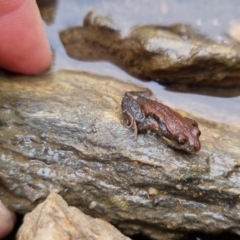 Crinia signifera at Bungendore, NSW - 22 Sep 2022 04:02 PM