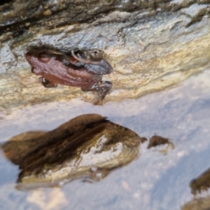 Crinia signifera at Bungendore, NSW - 22 Sep 2022