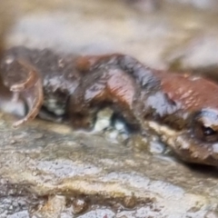 Crinia signifera at Bungendore, NSW - 22 Sep 2022 04:02 PM