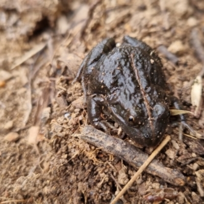 Limnodynastes tasmaniensis (Spotted Grass Frog) at QPRC LGA - 22 Sep 2022 by clarehoneydove