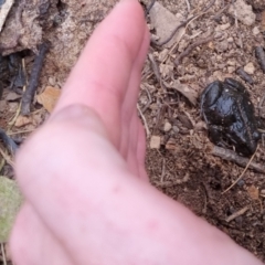 Limnodynastes tasmaniensis at Bungendore, NSW - 22 Sep 2022