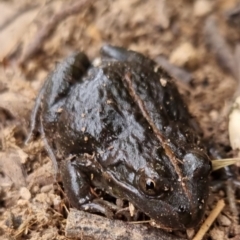 Limnodynastes tasmaniensis at Bungendore, NSW - 22 Sep 2022 03:21 PM