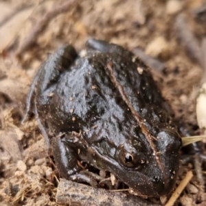 Limnodynastes tasmaniensis at Bungendore, NSW - 22 Sep 2022 03:21 PM