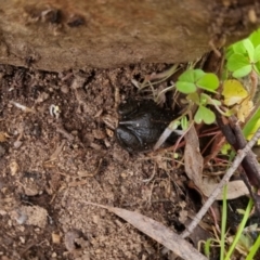 Limnodynastes tasmaniensis at Bungendore, NSW - 22 Sep 2022