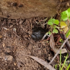 Limnodynastes tasmaniensis at Bungendore, NSW - 22 Sep 2022