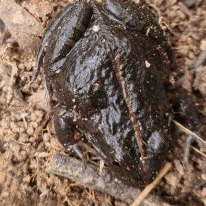 Limnodynastes tasmaniensis at Bungendore, NSW - 22 Sep 2022