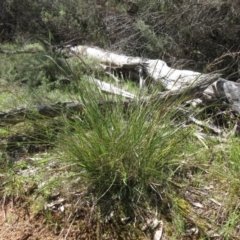 Lepidosperma laterale (Variable Sword Sedge) at Hawker, ACT - 20 Sep 2022 by sangio7