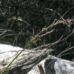 Lepidosperma laterale at Hawker, ACT - 20 Sep 2022