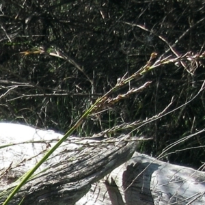 Lepidosperma laterale at Hawker, ACT - 20 Sep 2022