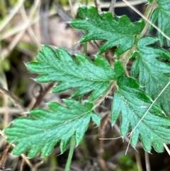 Acaena x ovina (Sheep's Burr) at Red Hill to Yarralumla Creek - 22 Sep 2022 by KL