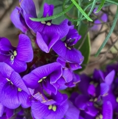 Hardenbergia violacea (False Sarsaparilla) at Hughes Grassy Woodland - 22 Sep 2022 by KL