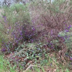 Hardenbergia violacea at Deakin, ACT - 22 Sep 2022