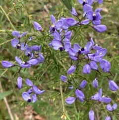 Comesperma volubile (Love Creeper) at Wandandian, NSW - 8 Sep 2022 by AnneG1