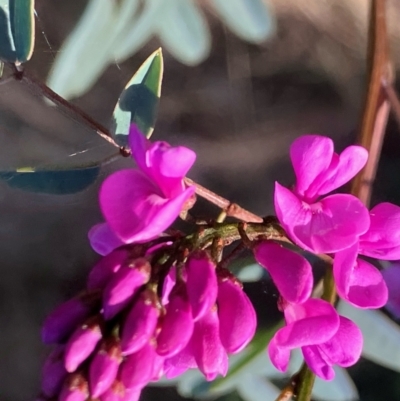 Indigofera australis subsp. australis (Australian Indigo) at Hughes Grassy Woodland - 20 Sep 2022 by KL