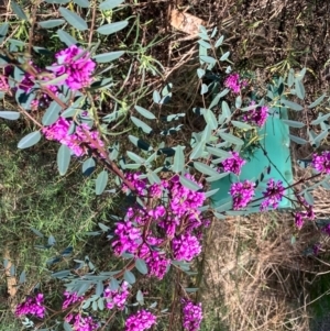 Indigofera australis subsp. australis at Hughes, ACT - 20 Sep 2022