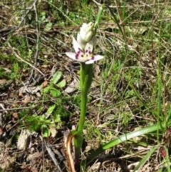 Wurmbea dioica subsp. dioica (Early Nancy) at Hawker, ACT - 20 Sep 2022 by sangio7