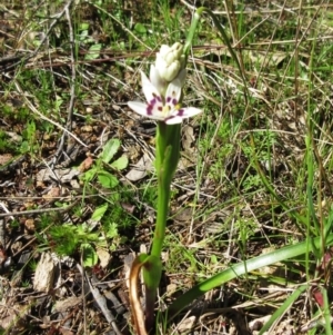 Wurmbea dioica subsp. dioica at Hawker, ACT - 20 Sep 2022