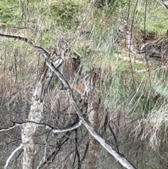 Notamacropus rufogriseus (Red-necked Wallaby) at QPRC LGA - 22 Sep 2022 by Mavis