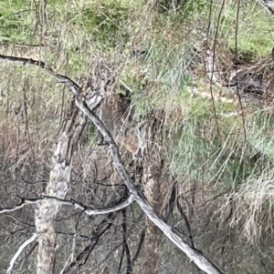 Notamacropus rufogriseus at Yarrow, NSW - 22 Sep 2022