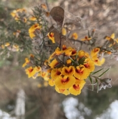 Dillwynia sieberi (Sieber's Parrot Pea) at Googong Foreshore - 22 Sep 2022 by Mavis