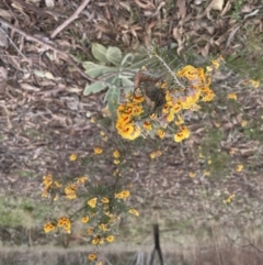 Dillwynia sieberi at Yarrow, NSW - 22 Sep 2022