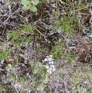 Wurmbea dioica subsp. dioica at Yarrow, NSW - 22 Sep 2022 02:19 PM