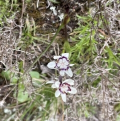 Wurmbea dioica subsp. dioica at Yarrow, NSW - 22 Sep 2022 02:19 PM