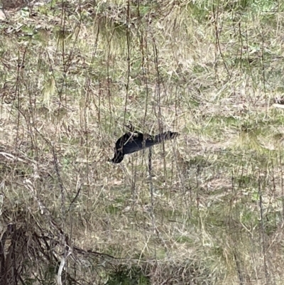 Corcorax melanorhamphos (White-winged Chough) at Yarrow, NSW - 22 Sep 2022 by Mavis