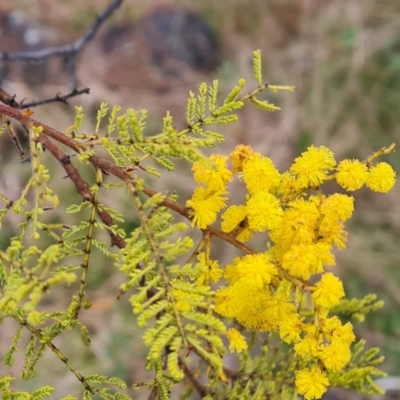 Acacia cardiophylla (Wyalong Wattle) at Isaacs Ridge and Nearby - 22 Sep 2022 by Mike