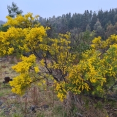 Acacia cardiophylla at Isaacs, ACT - 22 Sep 2022