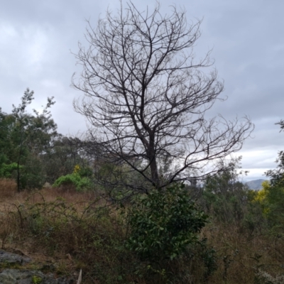 Acacia melanoxylon (Blackwood) at Jerrabomberra, ACT - 22 Sep 2022 by Mike